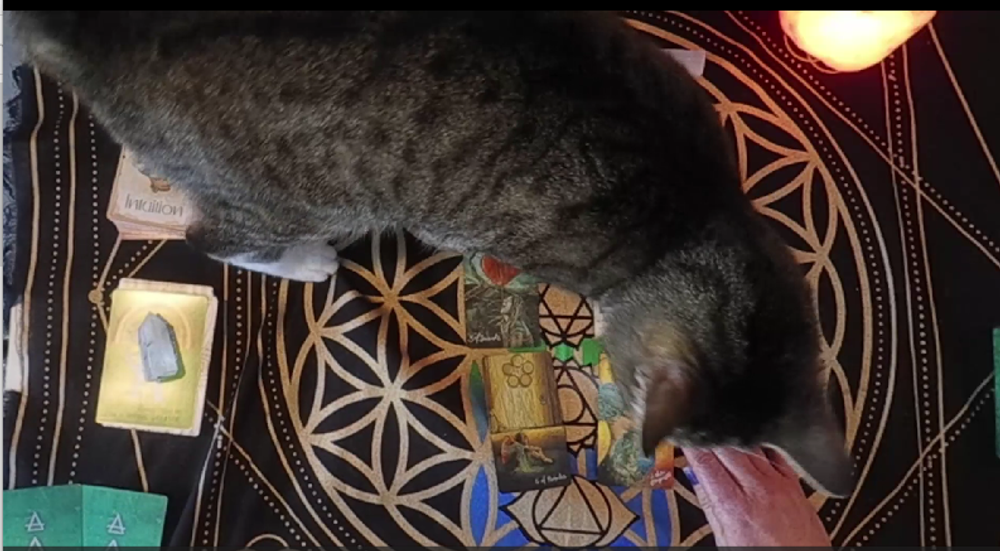 Tarot Tails